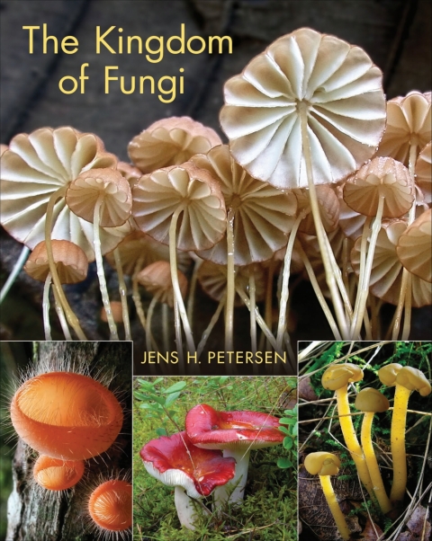 Cover image for book The Kingdom of Fungi