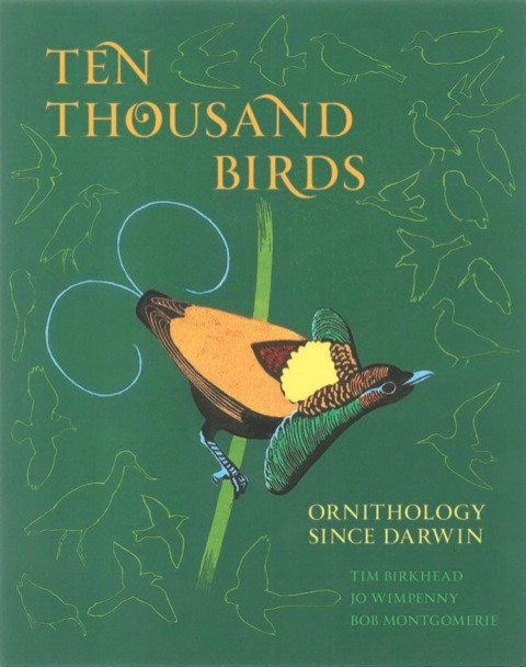 Ten Thousand Birds 