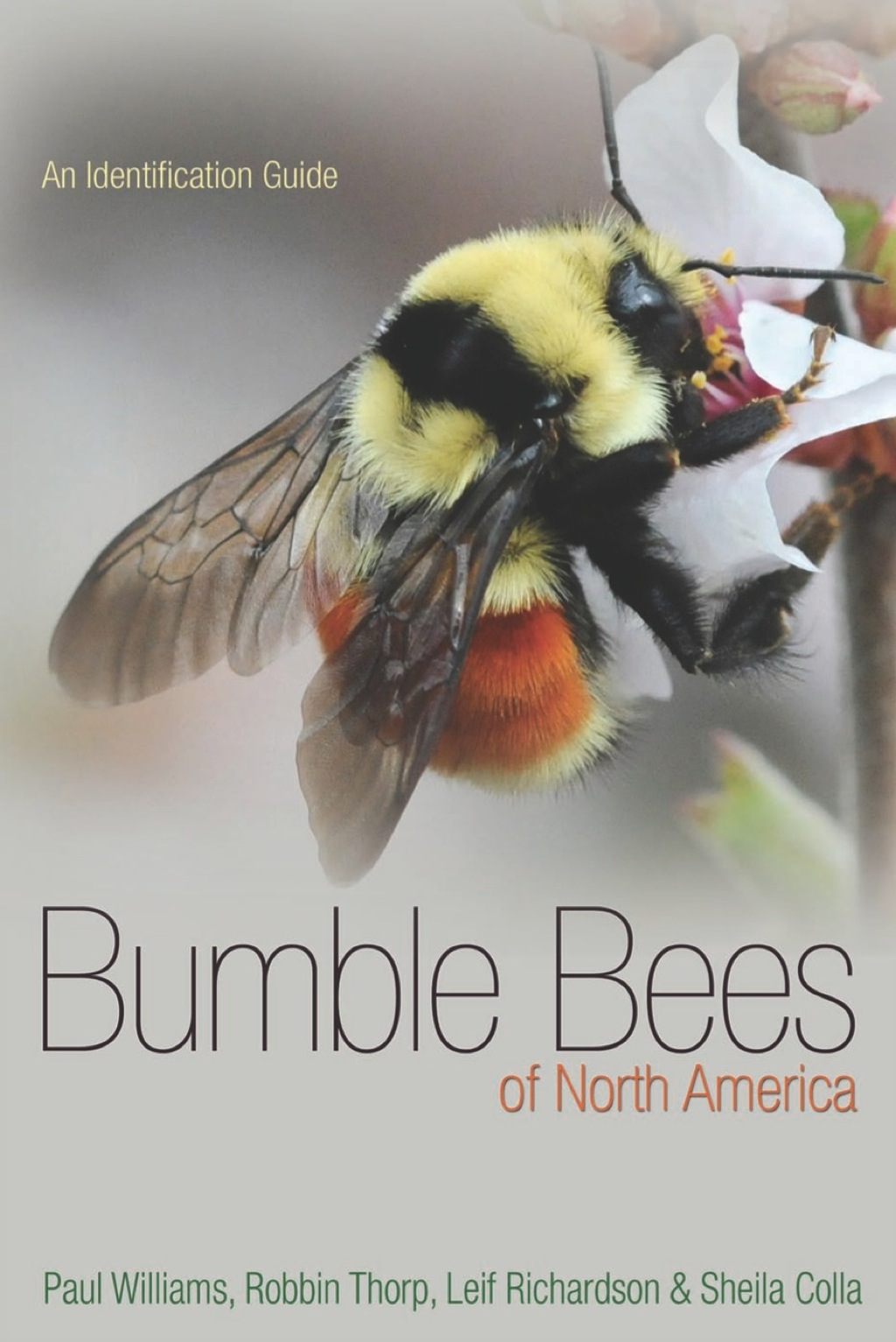 Bumble Bees of North America (eBook Rental) - Paul H. Williams; Robbin W. Thorp; Leif L. Richardson; Sheila R. Colla,