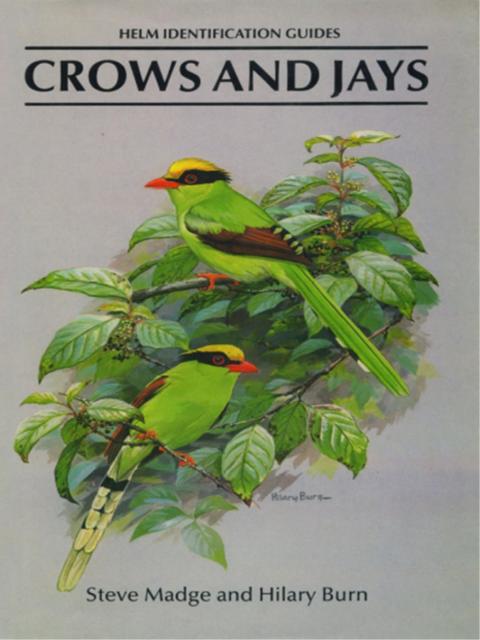 Crows and Jays 