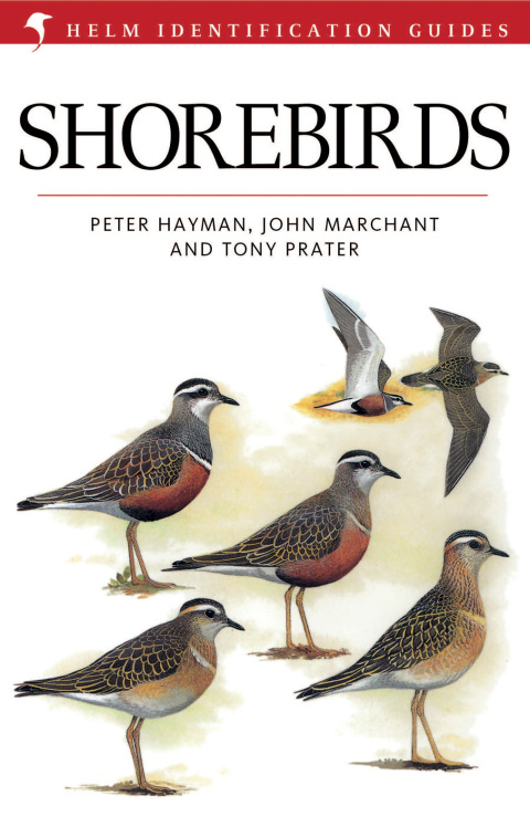 Shorebirds 