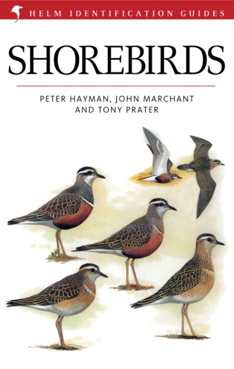 Shorebirds 