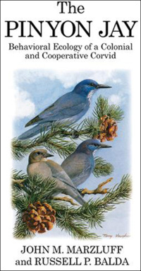 Cover image: The Pinyon Jay 1st edition 9781408136935