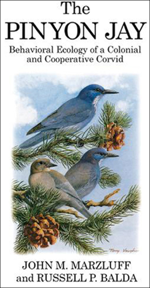 The Pinyon Jay 