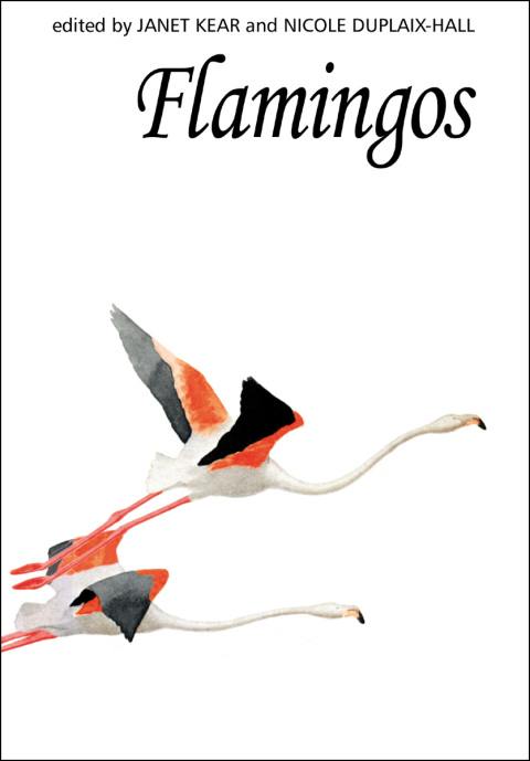 Flamingos 