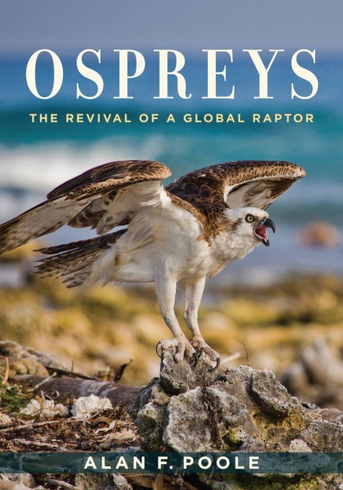 Cover image for book Ospreys