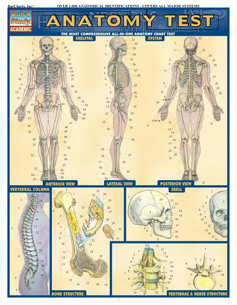 Cover image for book Anatomy Test