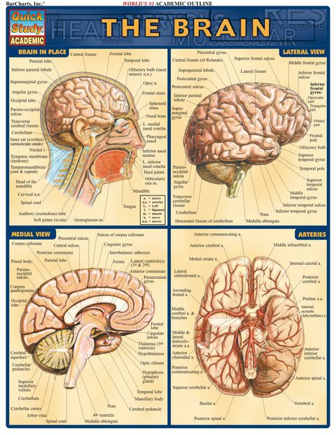 Cover image for book Brain