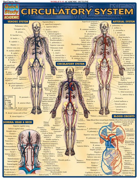 Cover image for book Circulatory System