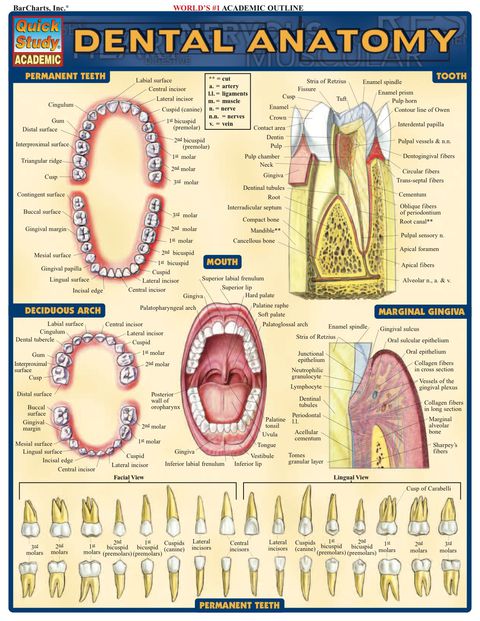 Cover image for book Dental Anatomy