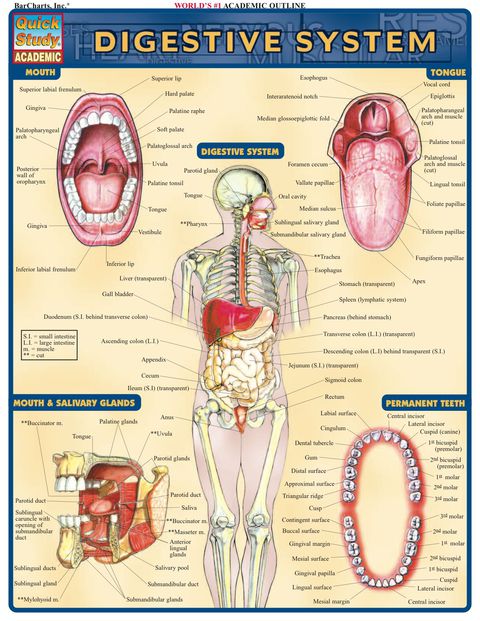 Cover image for book Digestive System