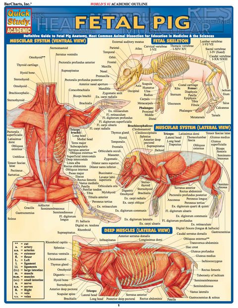 Cover image for book Fetal Pig