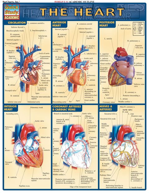 Cover image for book Heart