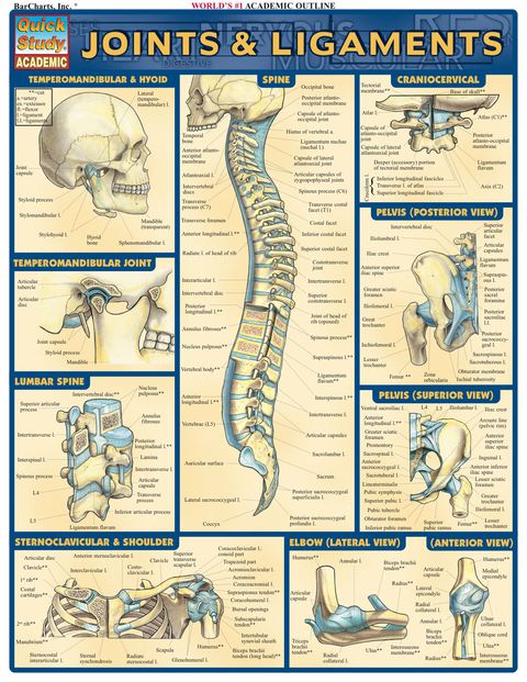 Cover image for book Joints & Ligaments