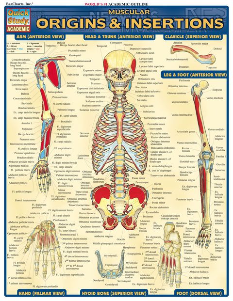 Cover image for book Muscular Origins & Insertions