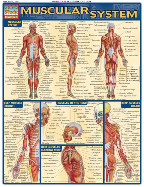 Cover image for book Muscular System