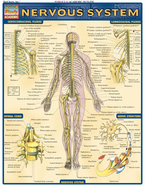Cover image for book Nervous System