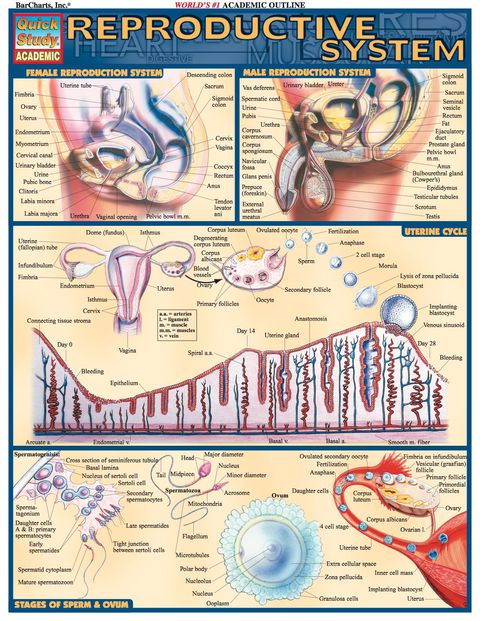 Cover image for book Reproductive System