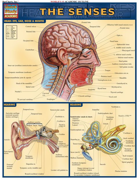 Cover image for book Senses