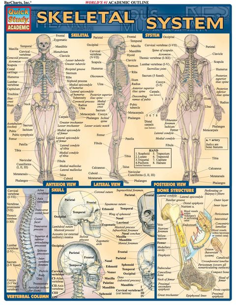 Cover image for book Skeletal System