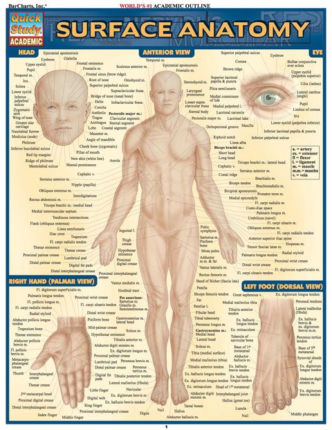 Cover image for book Surface Anatomy