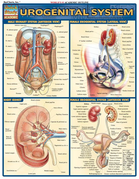 Cover image for book Urogenital System