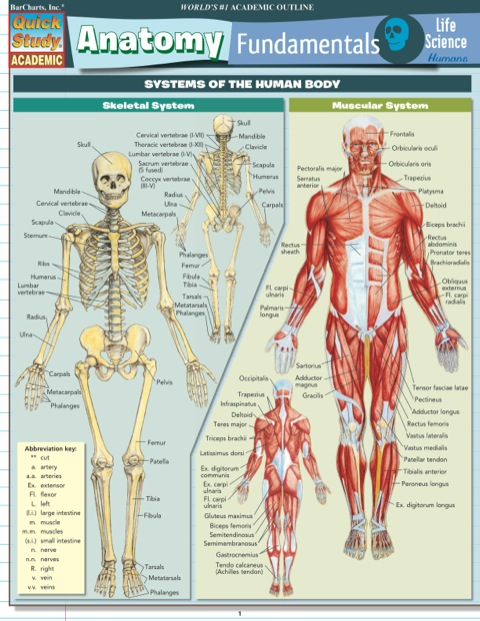 Cover image for book ANATOMY STUDY GUIDE