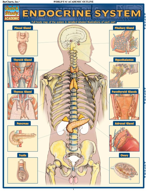 Cover image for book ENDOCRINE SYSTEM REFERENCE GUIDE