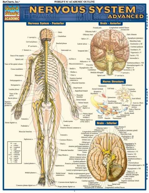 Cover image for book NERVOUS SYSTEM ADVANCED REFERENCE GUIDE