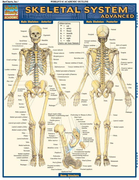 Cover image for book SKELETAL SYSTEM ADVANCED REFERENCE GUIDE