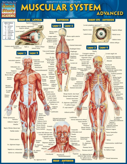 Cover image for book MUSCULAR SYSTEM ADVANCED STUDY GUIDE