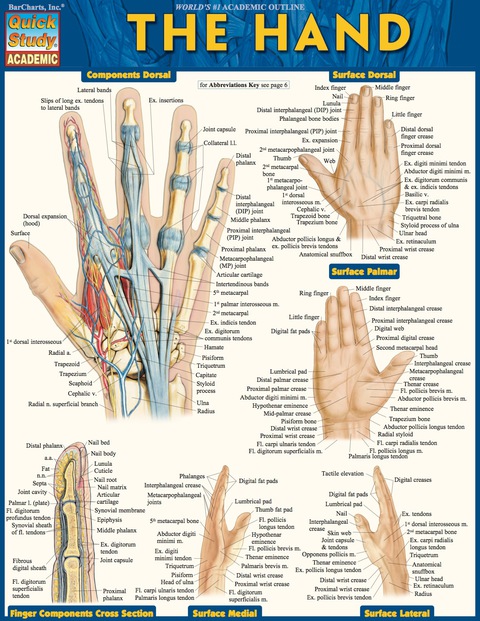 Cover image for book QUICKSTUDY-THE HAND