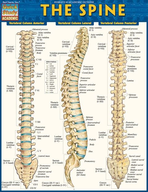 Cover image for book QUICKSTUDY-THE SPINE