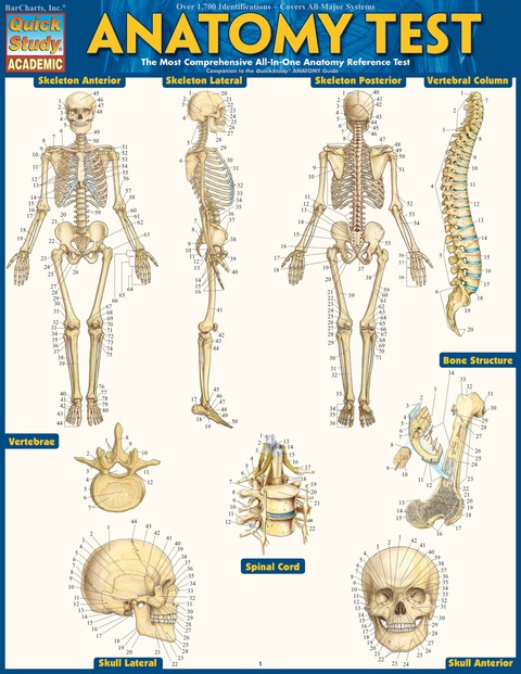 Cover image for book Quickstudy -ANATOMY TEST