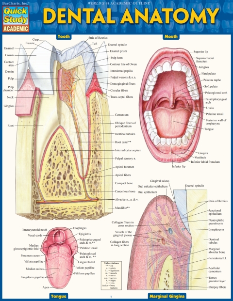Cover image for book Dental Anatomy