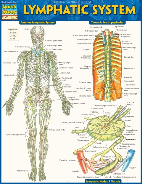 Cover image for book Lymphatic System