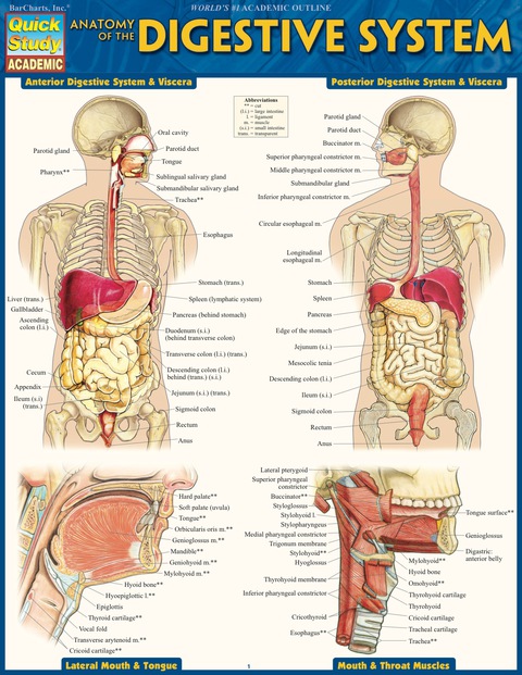 Cover image for book Anatomy of the Digestive System
