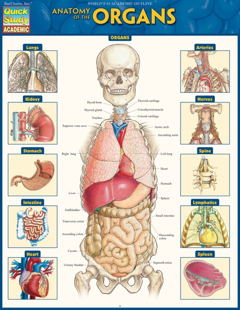 Cover image for book Anatomy of the Organs
