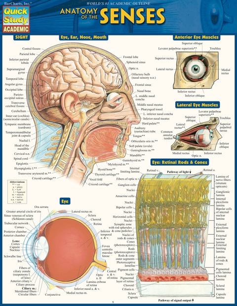 Cover image for book Anatomy Of The Senses