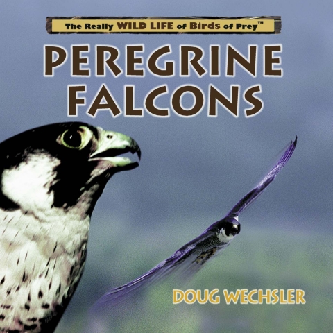 Cover image for book Peregrine Falcons