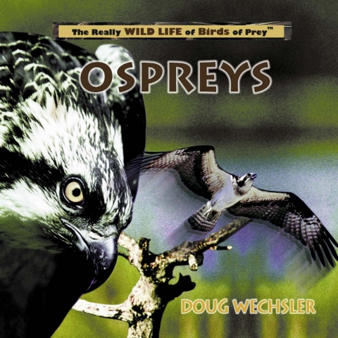 Cover image for book Ospreys