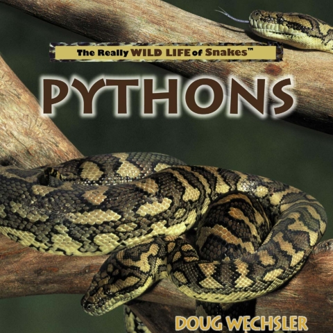 Cover image for book Pythons