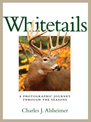 Whitetails