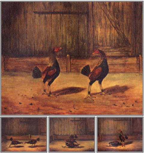 Cover image for book The Breeding and Management of Fighting Cocks