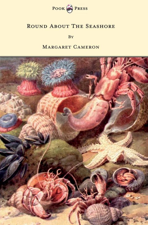 Cover image for book Round about the Seashore - With Eight Coloured Pictures