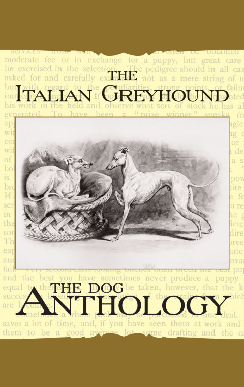 Cover image for book The Italian Greyhound: A Dog Anthology