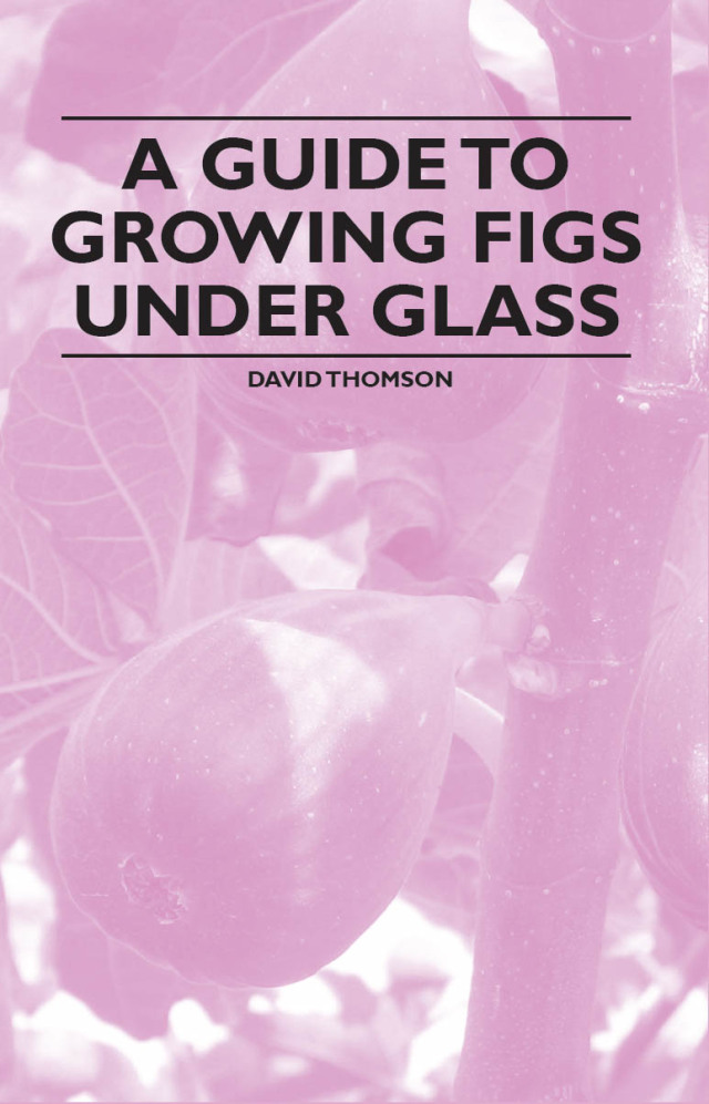 A Guide to Growing Figs Under Glass