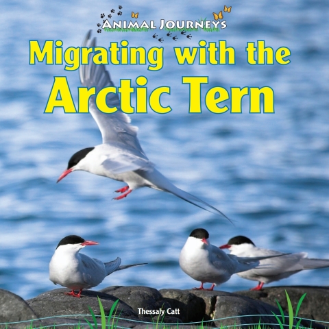 Cover image for book Migrating with the Arctic Tern