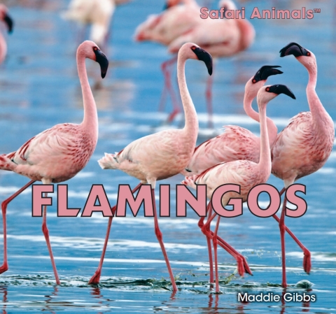 Cover image for book Flamingos