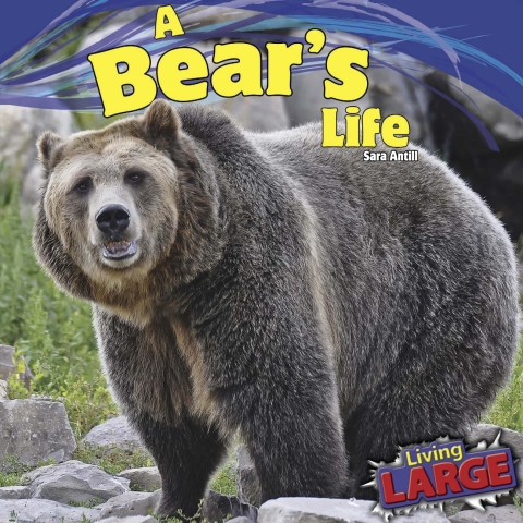 Cover image for book A Bear’s Life